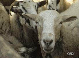 Sheep GIF by CRDI. Ajuntament de Girona
