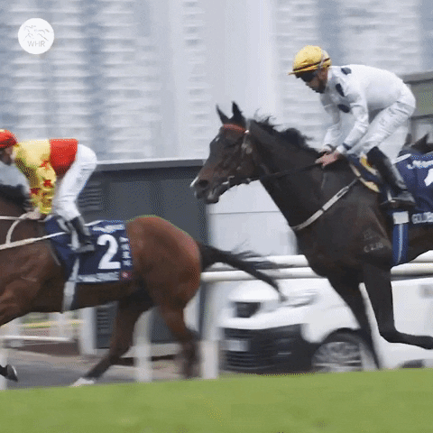 Sport G60 GIF by World Horse Racing
