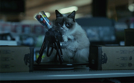 Grumpy-cat GIFs - Get the best GIF on GIPHY