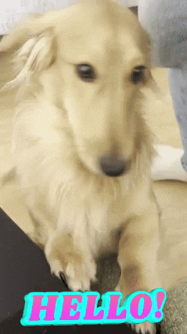 Its Me Hello GIF