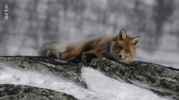sleepy fox GIF by ARTE