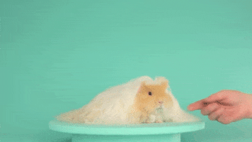 thaliadejong model pet gorgeous fluffy GIF