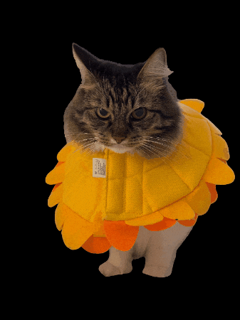 Mini Cat Town GIF