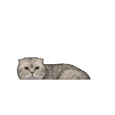 25Cats Sticker by Gray Hat Films