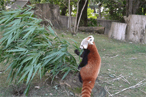 red panda animals i love GIF