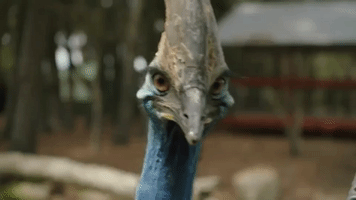 ostrich GIF by Late Night with Seth Meyers