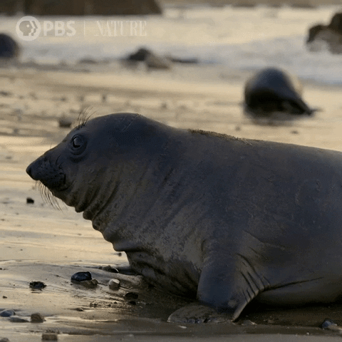 Wild Animals Ocean GIF by Nature on PBS