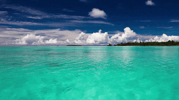 GIF by romy north