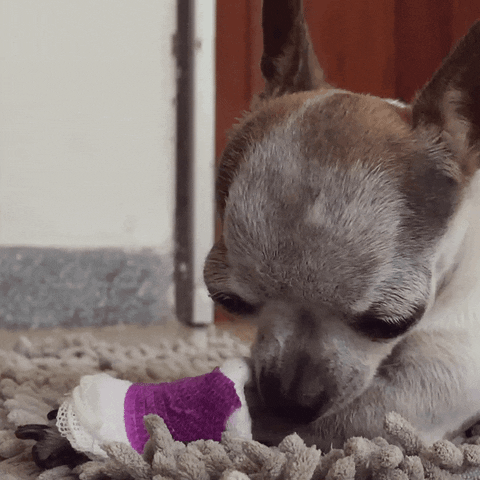 Perro GIF