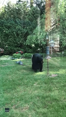 Bears Funny Animals GIF by Storyful
