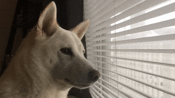 Video gif. A White Shiba Inu looks out the window, in between the blinds. The dog has a concentrated look on his face as it looks out. 