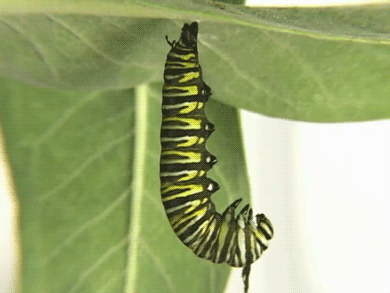 Butterfly Insect GIF - Find & Share on GIPHY