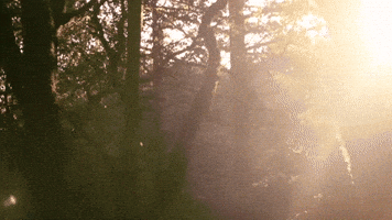 Bay Area Forest GIF by Chris