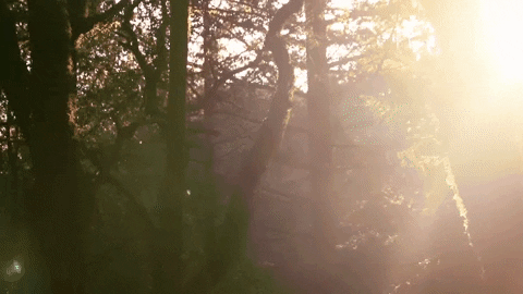Bay Area Forest GIF by Chris - Find & Share on GIPHY