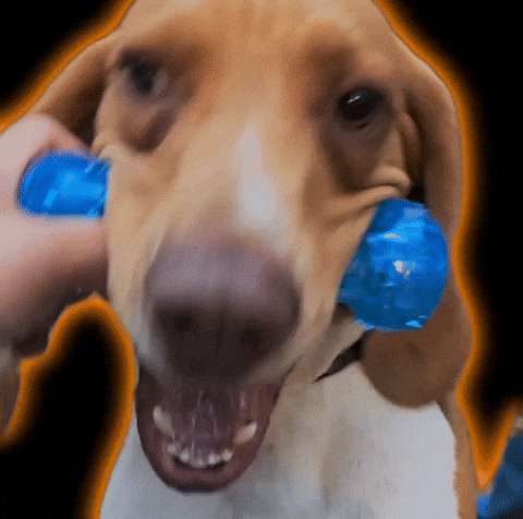 Berlindog GIF by TheLabMexico