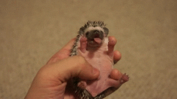 hedgehog tummy GIF