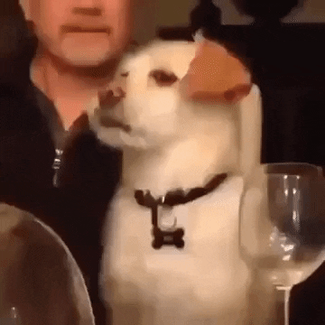 Video gif. A dog is sitting at the dining table and looks unamused as it stares into the distance and rolls its eyes.