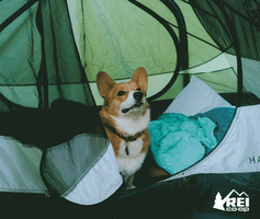 dog camping GIF by REI