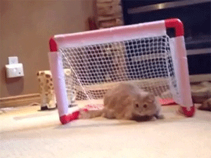 Cat Playing GIF