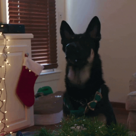 Happy Christmas Time GIF by Biden Inauguration Committee