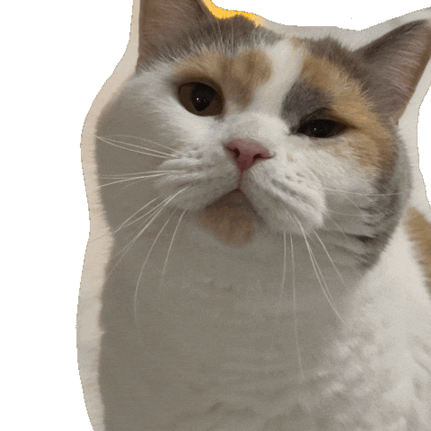 고양이 윙크 Sticker