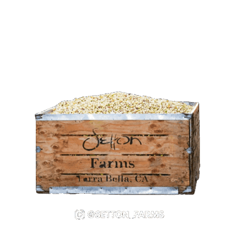 Vegan Protein Sticker by Setton Farms
