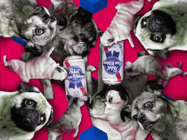 GIF by Pabst Blue Ribbon