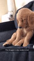 Tired Dog GIF