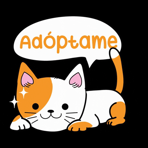 Cat Love GIF