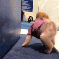 Funny GIF by JustViral