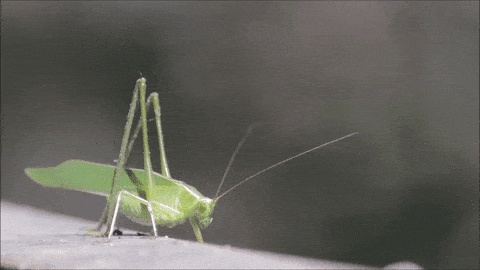 grasshopper meme gif