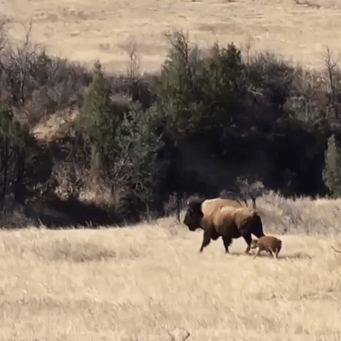 interior northdakota GIF