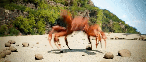 Crab rave