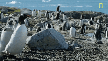 waddling nat geo GIF by National Geographic Channel