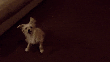 dog yorkie GIF by America's Funniest Home Videos