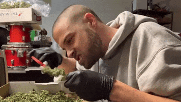 Weed Marijuana GIF by WeedFeed