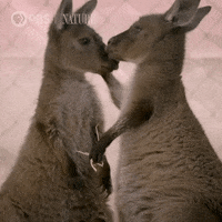 Pbs Nature Kangaroo GIF by Nature on PBS - Find & Share on GIPHY