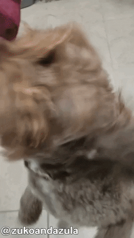 Happy Hour Drinking GIF by Geekster Pets
