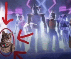 Cat Who Is He GIF
