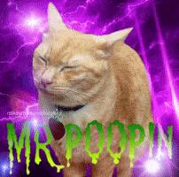 Poop Funny Cat GIF