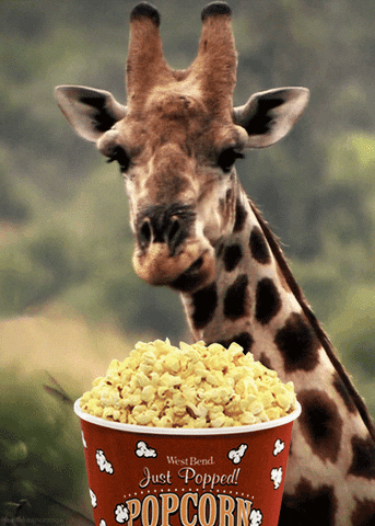 giraffe eating GIF