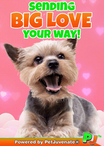 I Love You Happy Dance GIF by PetJuvenate - PJ