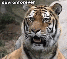 Tiger Uzbek GIF