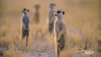meerkat lookout GIF by Nat Geo Wild