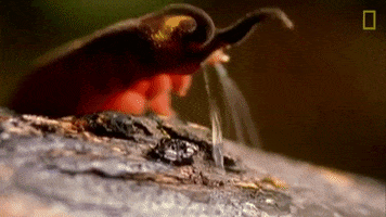 national geographic GIF by Nat Geo Wild
