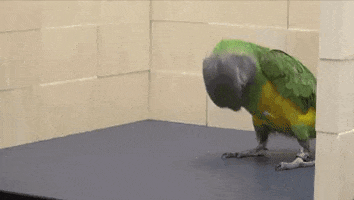 bird somersault GIF