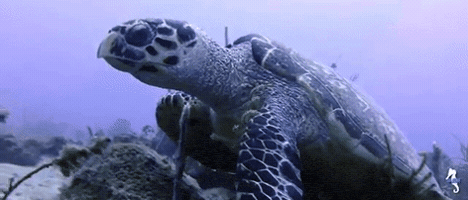 liquidART turtle guadeloupe green turtle liquidart GIF