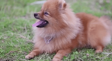 Dog Panting GIF