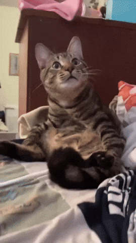 Pickles GIF