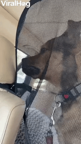 Car Barrier No Match For Needy Pup GIF by ViralHog